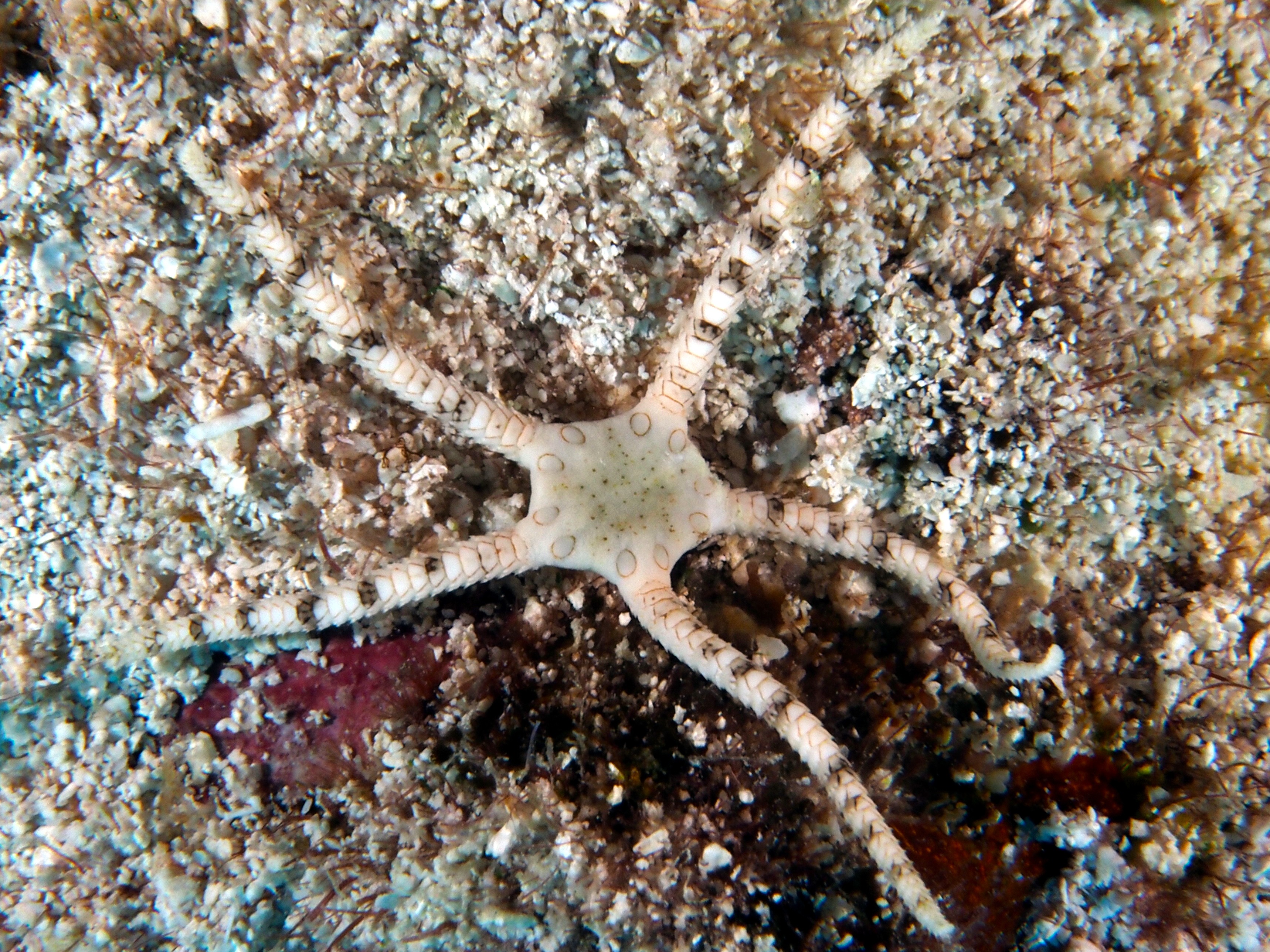 Gaudy Brittle Star